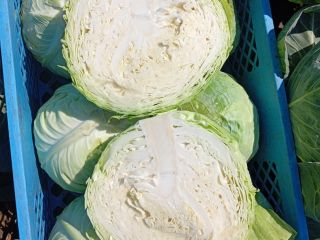 Hard white cabbage, padoch variety, 2+kg