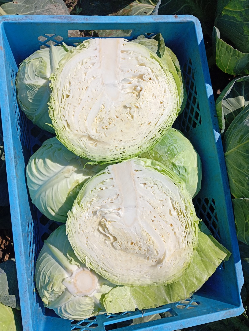Hard white cabbage, padoch variety, 2+kg