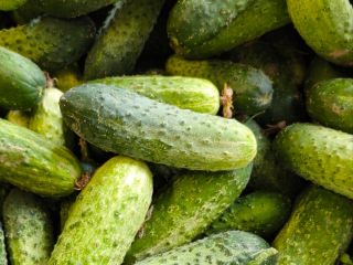 I'm selling field-grown cucumbers—the Amant variety, with bright, cylindrical