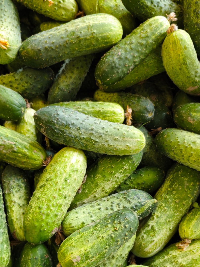 I'm selling field-grown cucumbers—the Amant variety, with bright, cylindrical fruit