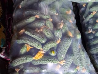 PEPERONE D&D SRL Company WE SELL FRESH CUCUMBERS IN