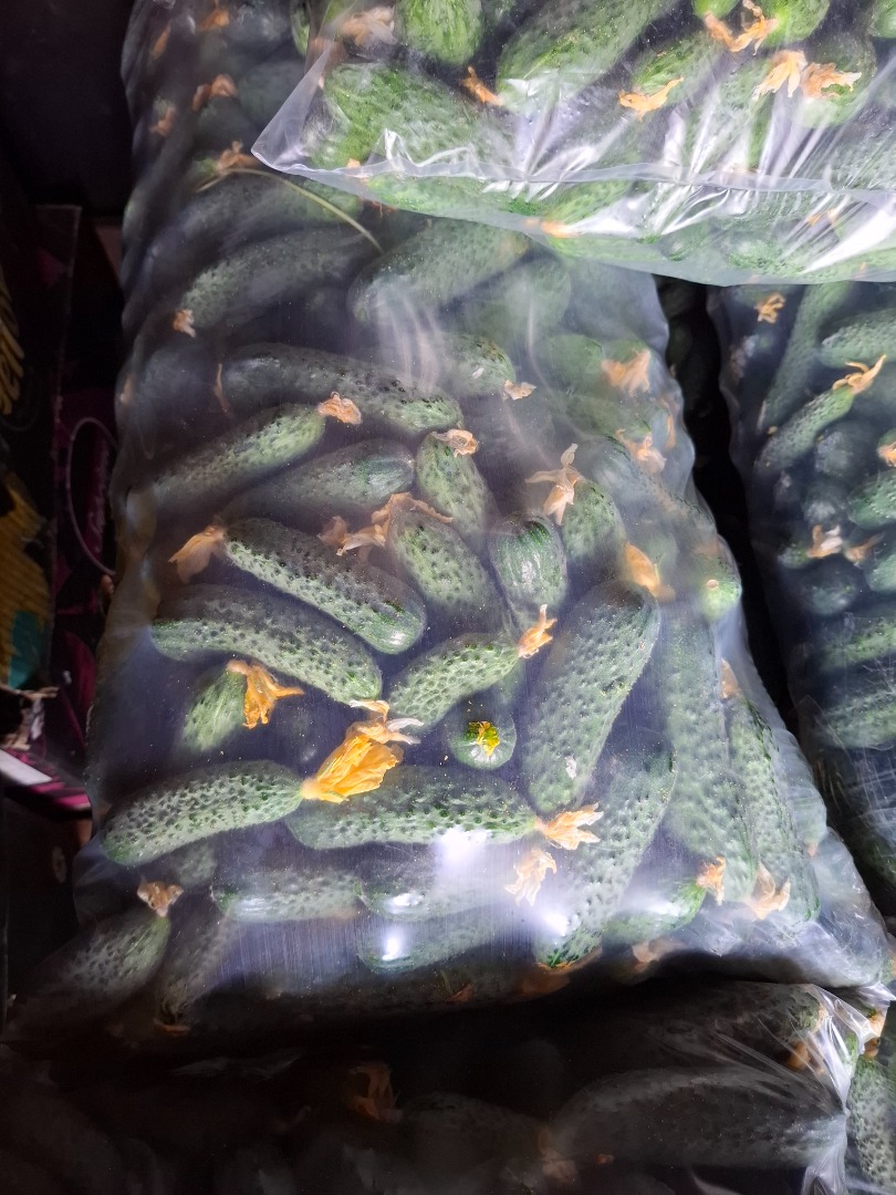 PEPERONE D&D SRL Company WE SELL FRESH CUCUMBERS IN LARGE QUANTITIES AT NEGOTIABLE PRICES