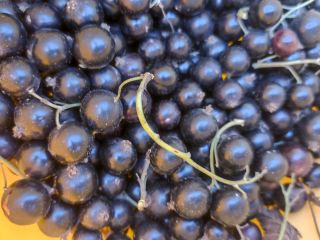 Blackcurrant, large, dry, ripe, hand-picked, from a small home