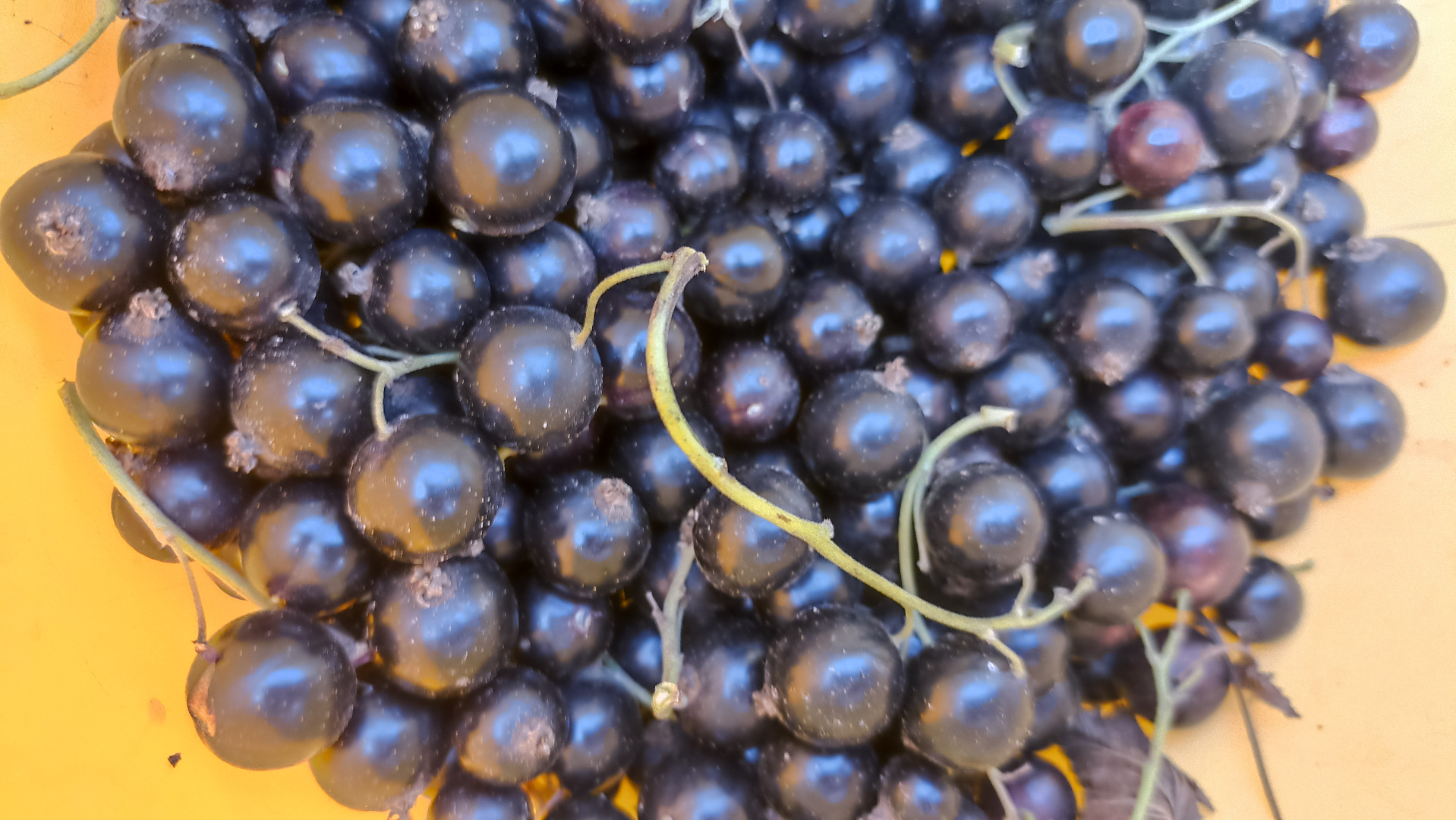 Blackcurrant, large, dry, ripe, hand-picked, from a small home plantation, natural, no chemicals, I have about 50-60 kg of blackcurrant to offer