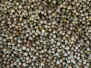 I will sell peas in large quantities.