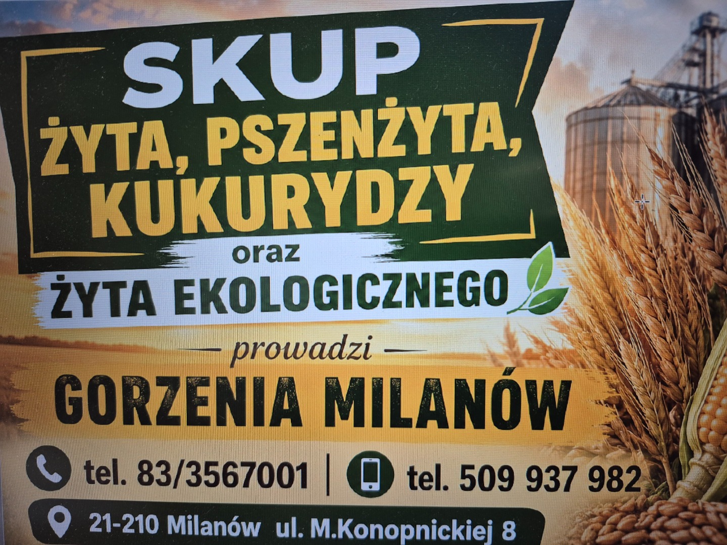 RYE, TRITICALE, CORN and ORGANIC RYE PURCHASE is run by GORZENIA MILANÓW tel