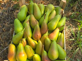 We offer 100 tons of pears from Serbia, varieties