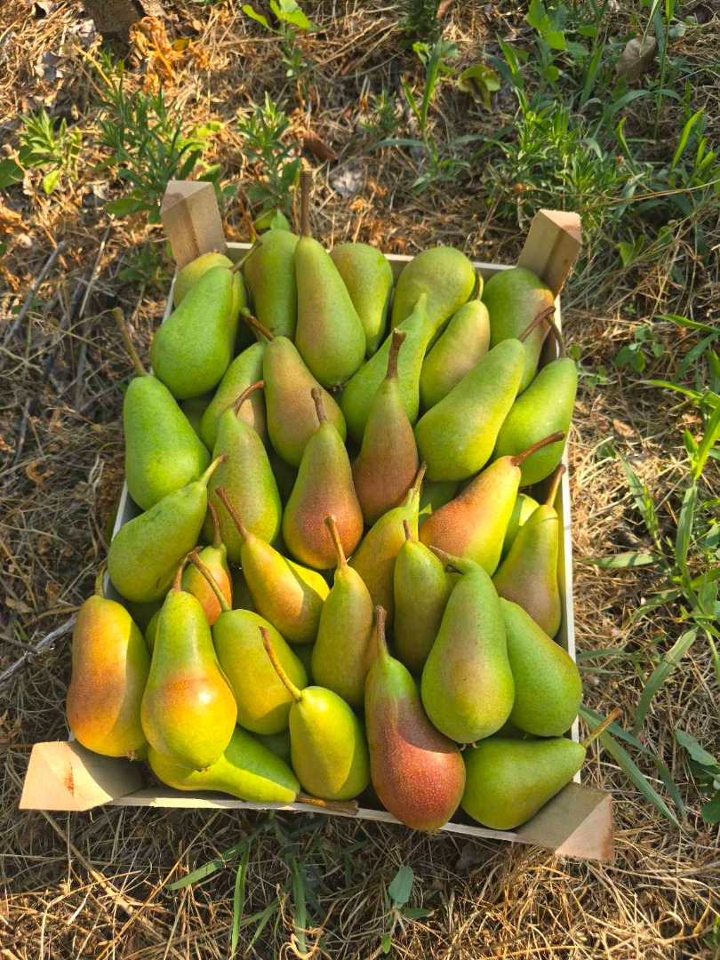 We offer 100 tons of pears from Serbia, varieties Carmen and Turadot, for more information +[phone number] Viber, WhatsApp