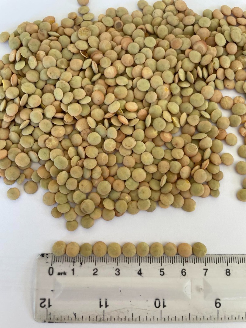 We offer green lentils calibrated in[phone number] fractions: - large (6+mm) - medium (4-6mm) -small (≤4mm) Purity is 99.90%, moisture max