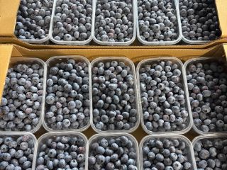 Blueberry variety Duke I Blue drops 14+