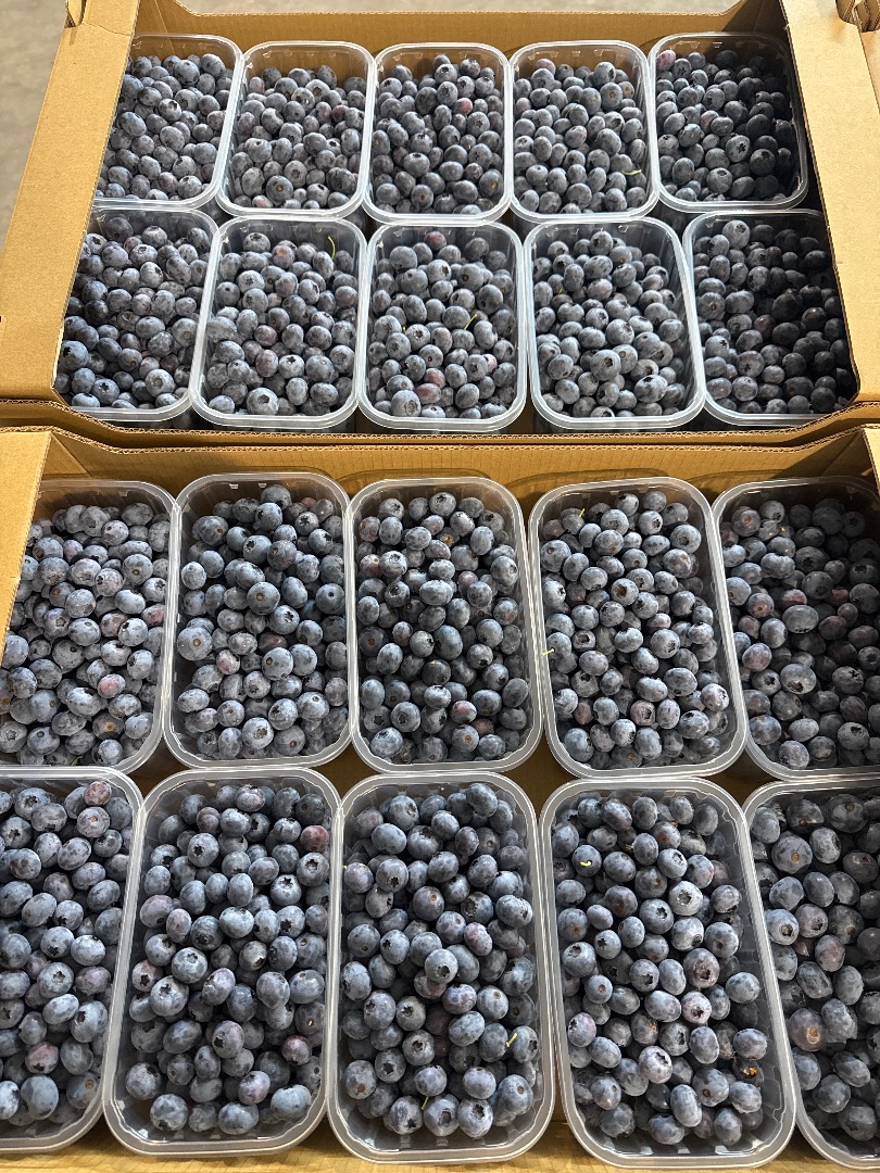 Blueberry variety Duke I Blue drops 14+