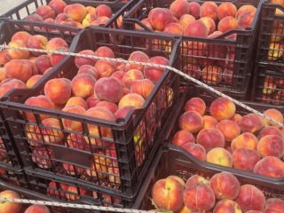 NEW SEASON FULL OF FRESH FRUITS AND EXCEPTIONAL PRICES,