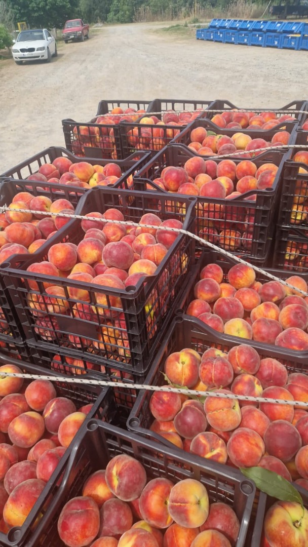 NEW SEASON FULL OF FRESH FRUITS AND EXCEPTIONAL PRICES, NECTARINE AND PEACHES AND APRICOTS AT EUROPEAN PRICES AND STANDARDS, PACKAGING ACCORDING TO
