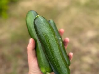I'm selling zucchini grown conventionally, but supplemented with composted