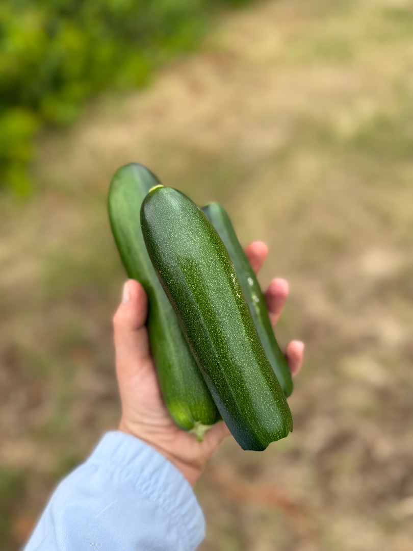 I'm selling zucchini grown conventionally, but supplemented with composted horse manure