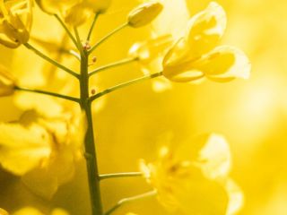 Rapeseed , Crop 2026 — Ukraine Origin Trade Oil