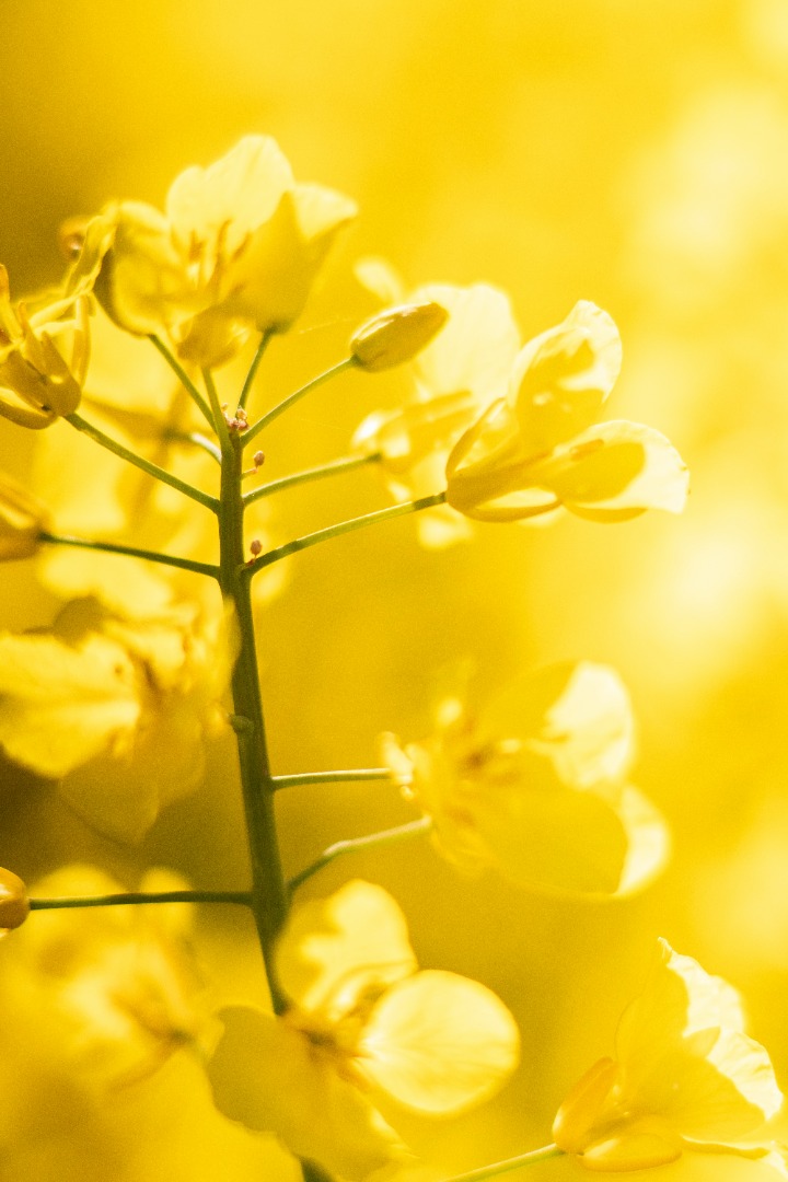 Rapeseed , Crop 2026 — Ukraine Origin Trade Oil Sp