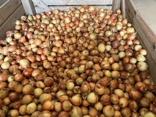 Selling onions, sizes 40-60 and 60-80.