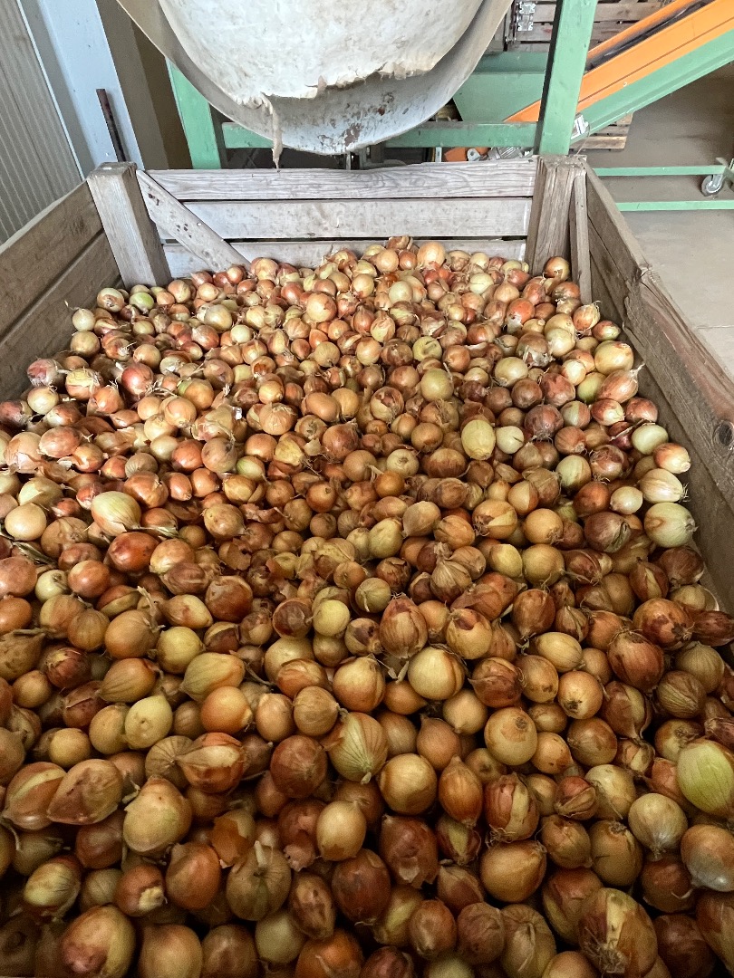 Selling onions, sizes 40-60 and 60-80