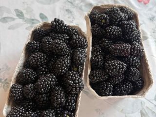 Hello, I have blackberries for sale, please contact me.