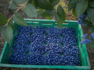 I have approximately 500 kg of beautiful, large-sized blueberries