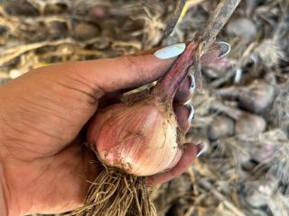 I'm selling garlic for sale. Harnaś, healthy. Preferably from