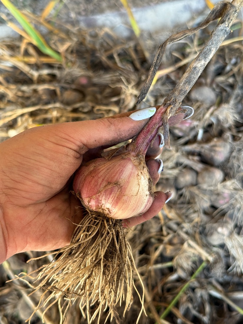 I'm selling garlic for sale