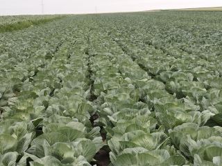 I will sell white cabbage, Ambrozja variety