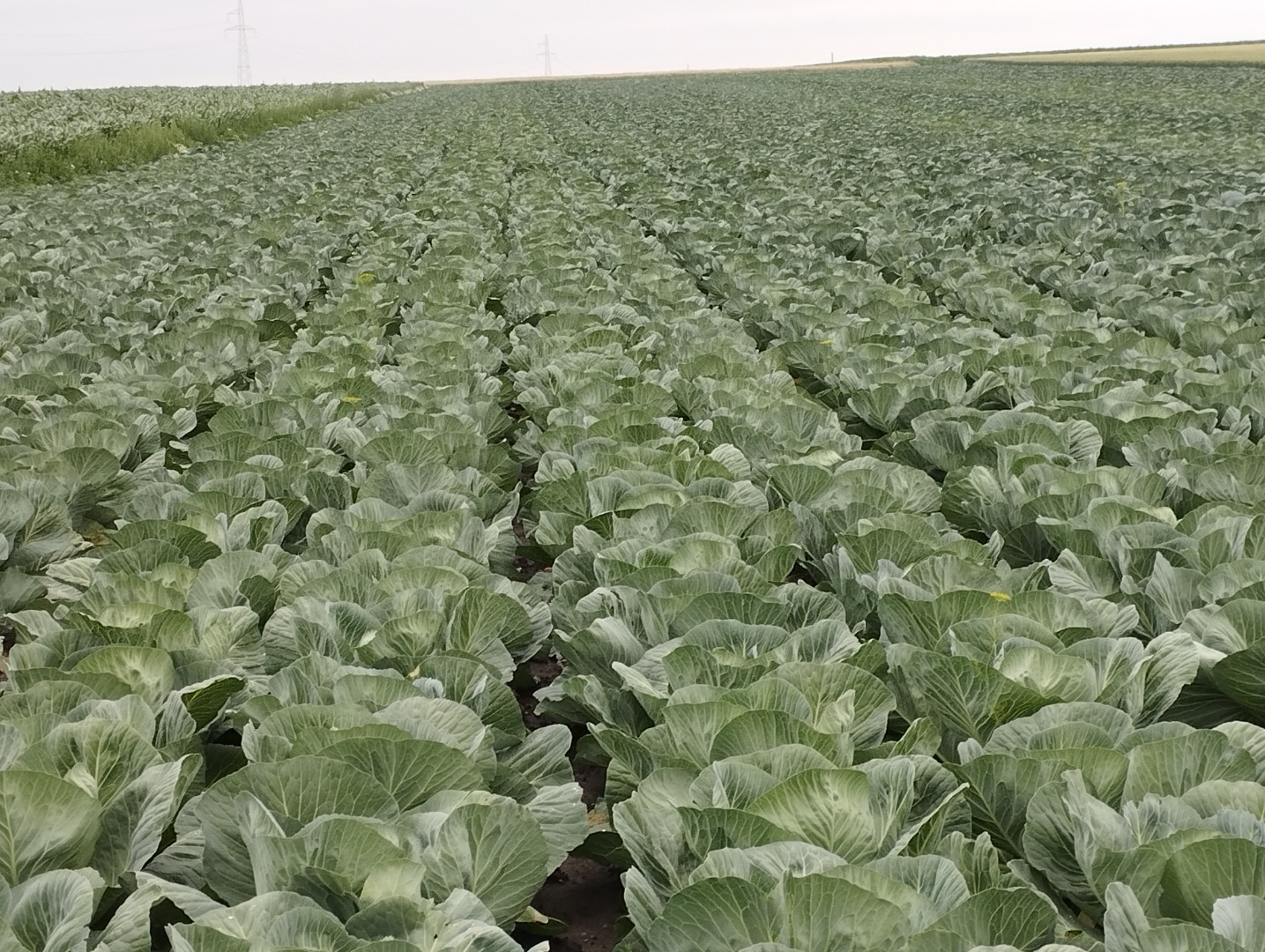 I will sell white cabbage, Ambrozja variety