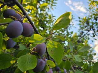 I sell table plums from my own orchard, Tuleu