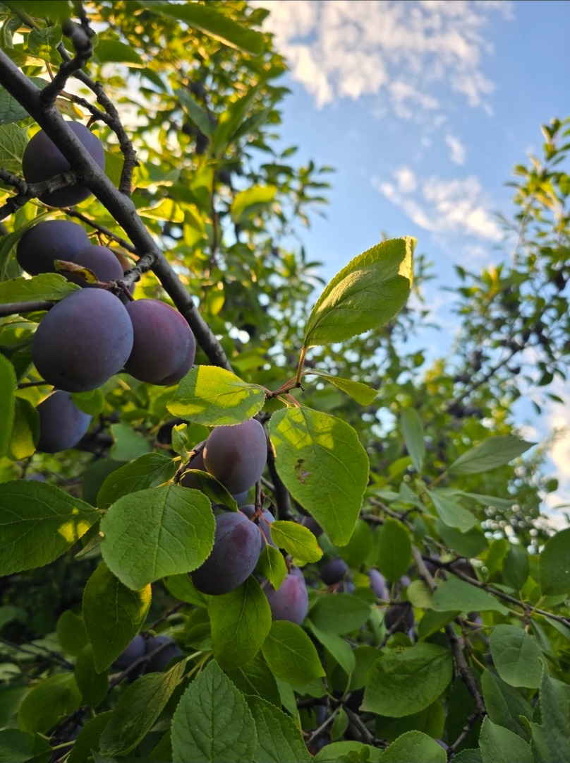 I sell table plums from my own orchard, Tuleu gras variety, perfect for consumption, jam, compote or brandy