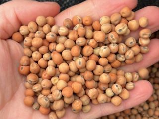Field Peas, harvest 2026. Cleaned in big bags.