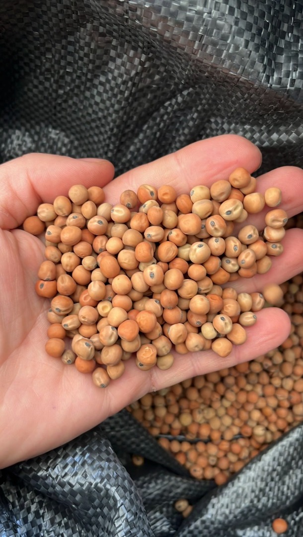 Field Peas, harvest 2026