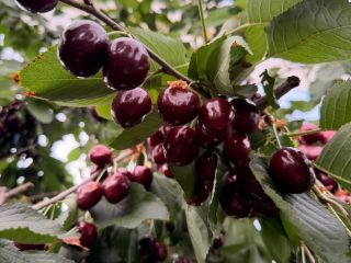 I will sell cherries 28+ 30+ Kordia, Regina