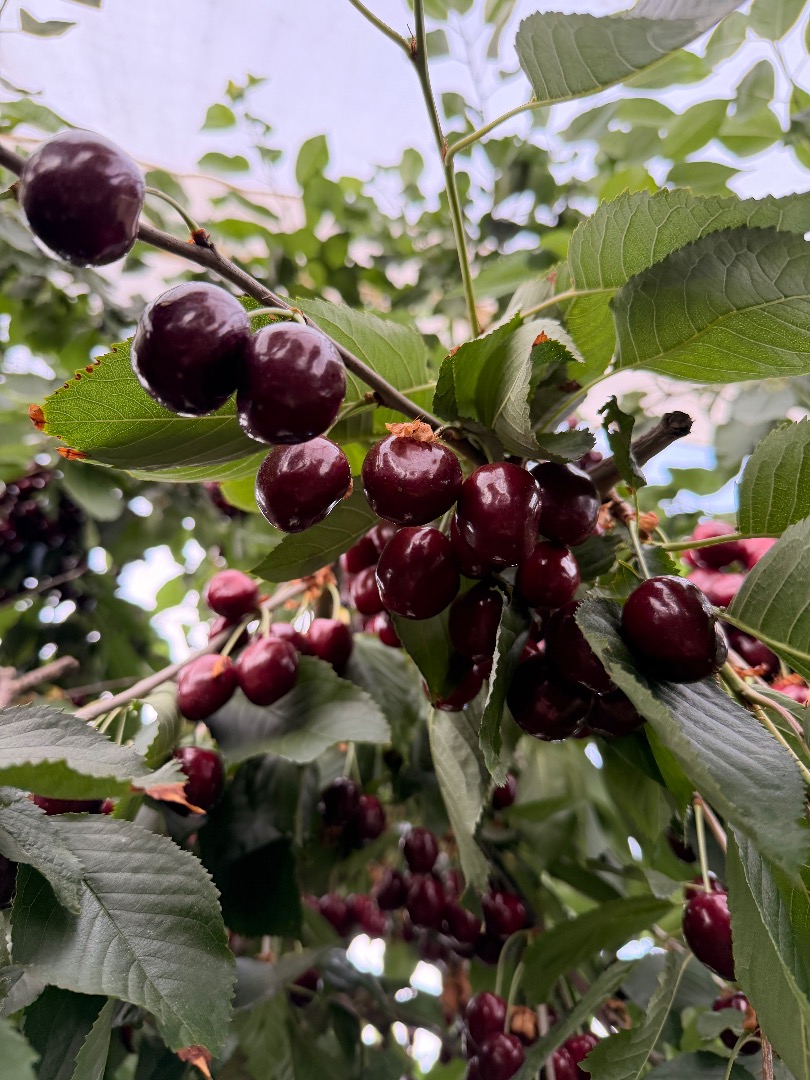 I will sell cherries 28+ 30+ Kordia, Regina