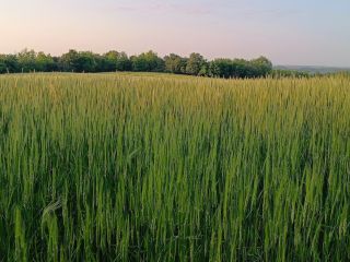 Einkorn wheat for sale – 4 tons, in Big