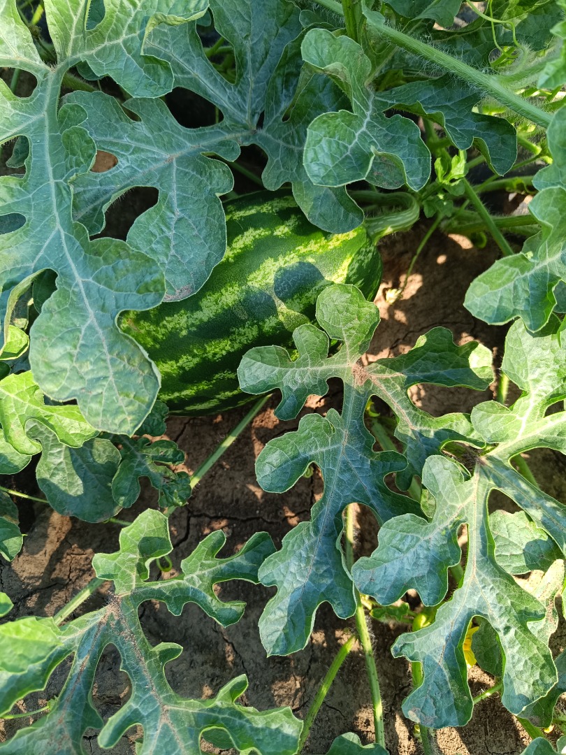 I sell watermelon, mersini! It is 100% natural, untreated