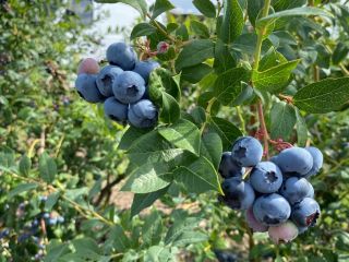 Hello, I am selling freshly picked blueberries, about a