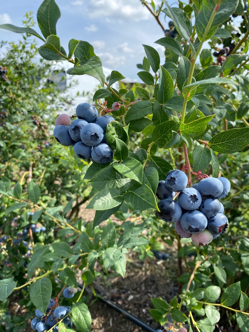 Hello, I am selling freshly picked blueberries, about a ton a day
