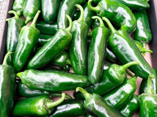 Fresh jalapeños for sale. Picked to order. Quantities approx.