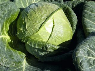 I'm selling Padoc white cabbage. Large, healthy heads weighing