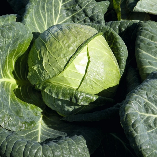 I'm selling Padoc white cabbage