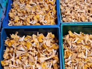 Hello, we have fresh chanterelle mushrooms and wild blueberries