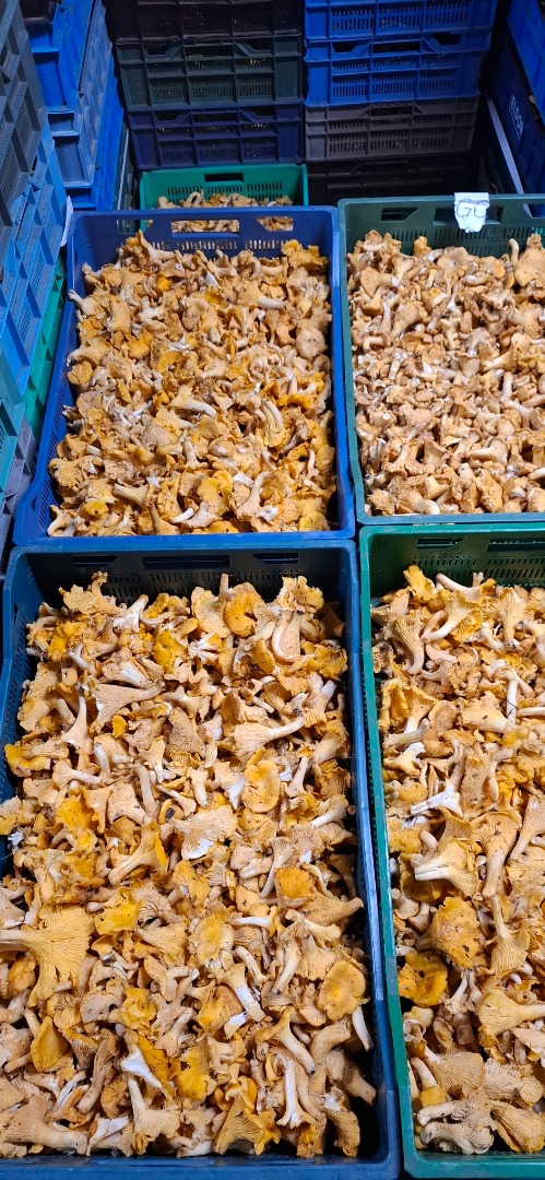 Hello, we have fresh chanterelle mushrooms and wild blueberries for sale from the Podlasie forests