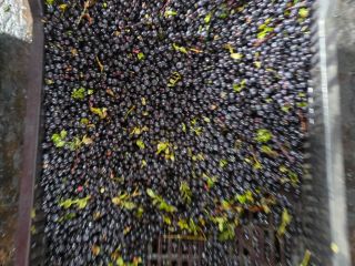 I sell organic wild blueberries.