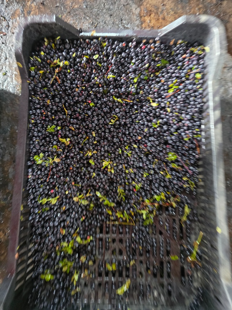 I sell organic wild blueberries