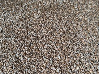I will sell last year's old crops.