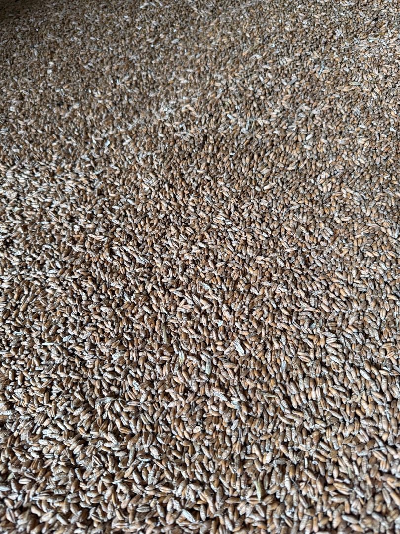 I will sell last year's old crops