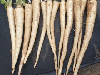 I will sell dug parsley for commercial-grade leaves
