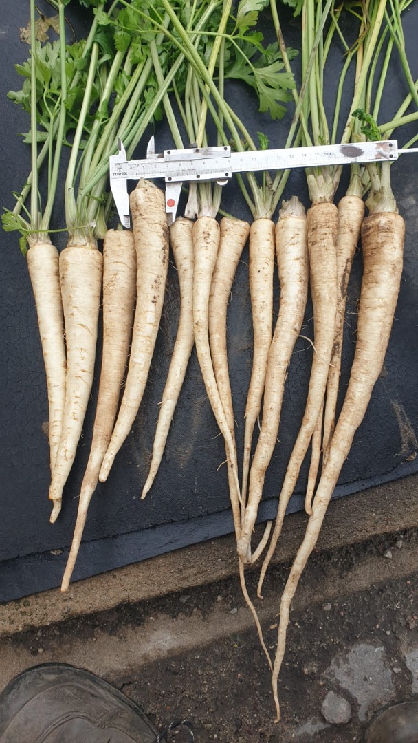 I will sell dug parsley for commercial-grade leaves